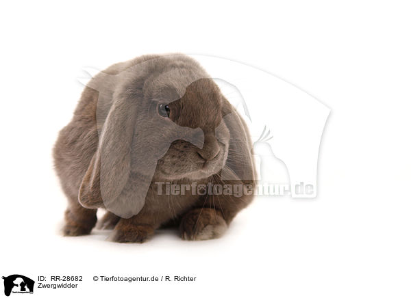 Zwergwidder / dwarf lop-eared bunny / RR-28682