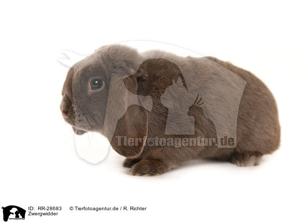 Zwergwidder / RR-28683