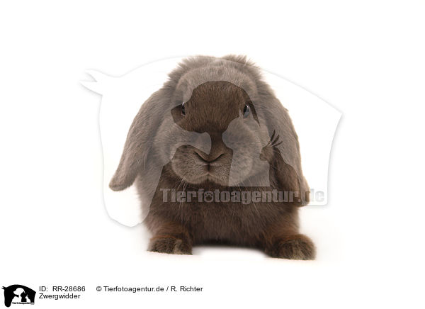 Zwergwidder / RR-28686