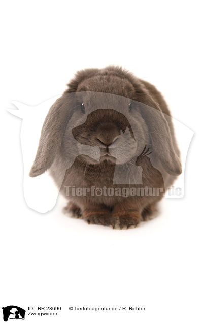 Zwergwidder / dwarf lop-eared bunny / RR-28690