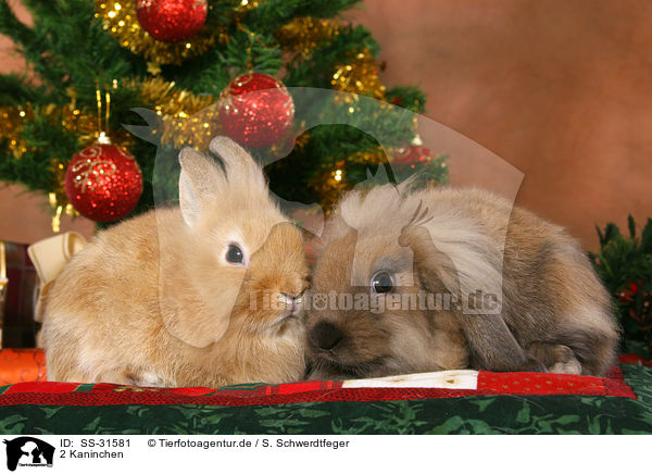 2 Kaninchen / 2 rabbits / SS-31581