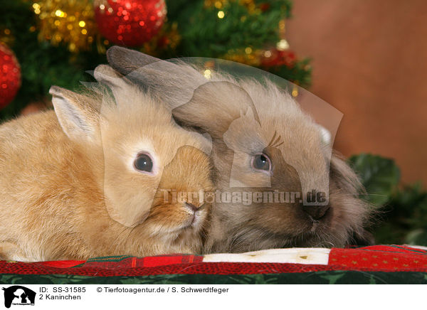 2 Kaninchen / SS-31585