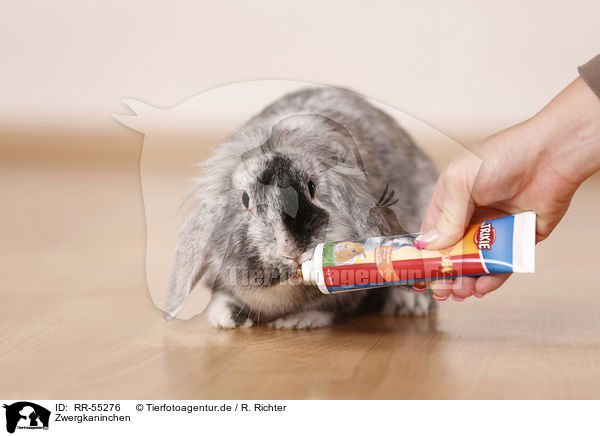 Zwergkaninchen / dwarf rabbit / RR-55276