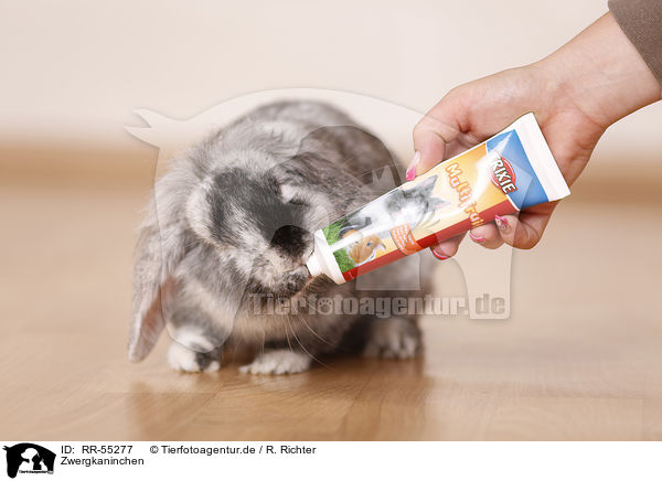 Zwergkaninchen / dwarf rabbit / RR-55277