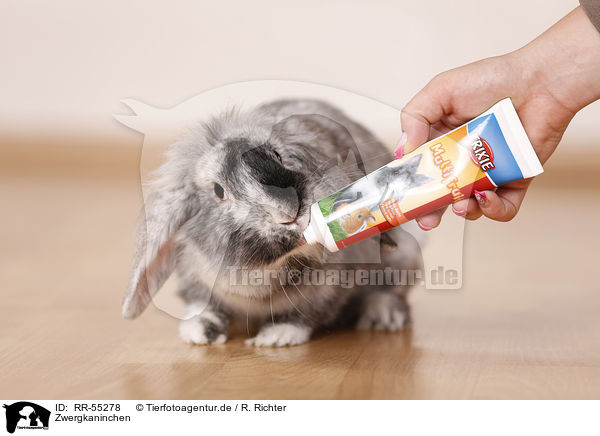 Zwergkaninchen / dwarf rabbit / RR-55278