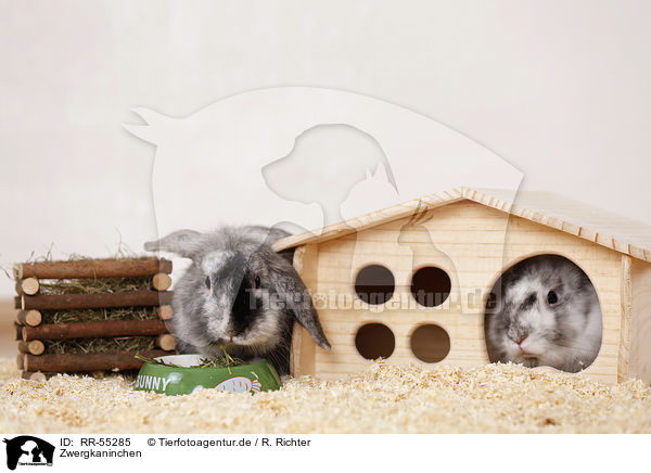Zwergkaninchen / dwarf rabbit / RR-55285