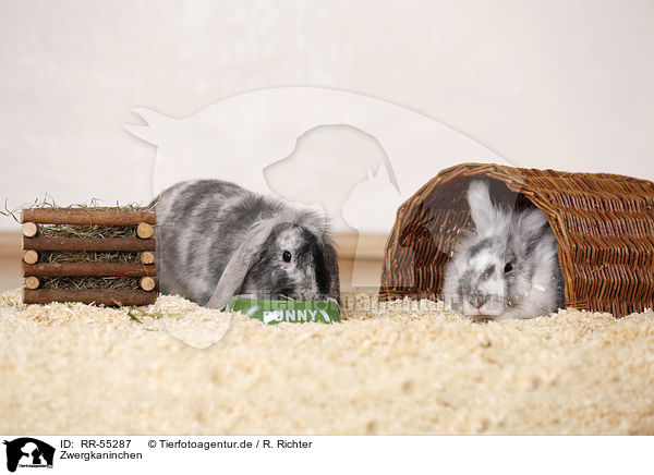 Zwergkaninchen / dwarf rabbit / RR-55287