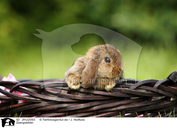 Zwergwidder / Mini Lop / JH-22093