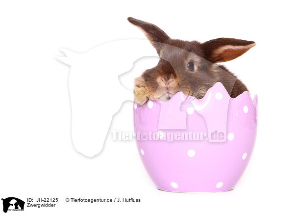 Zwergwidder / Mini Lop / JH-22125