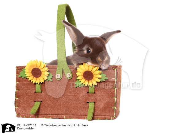 Zwergwidder / Mini Lop / JH-22131