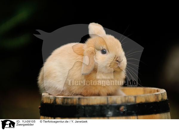 Zwergwidder / Mini Lop / YJ-09105