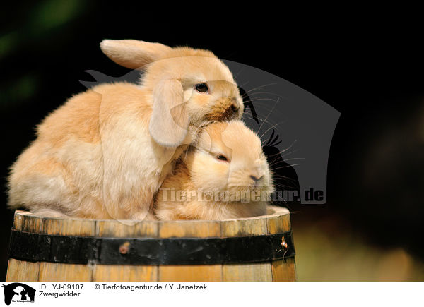 Zwergwidder / Mini Lop / YJ-09107