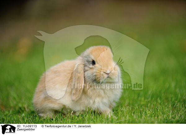 Zwergwidder / Mini Lop / YJ-09113