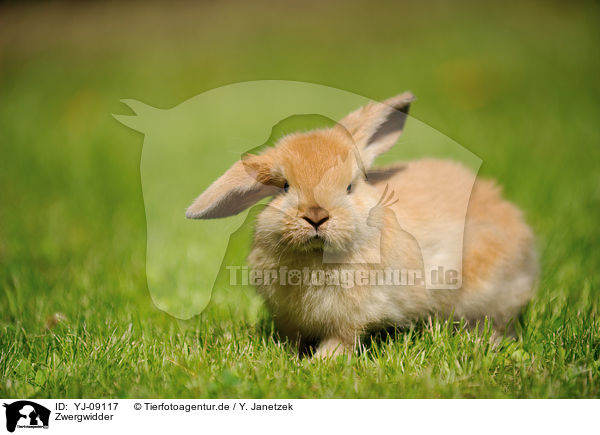 Zwergwidder / Mini Lop / YJ-09117