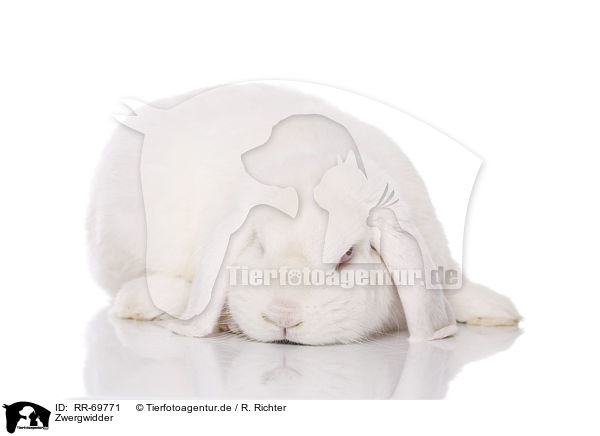 Zwergwidder / RR-69771