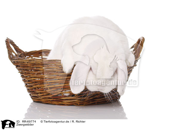 Zwergwidder / RR-69774