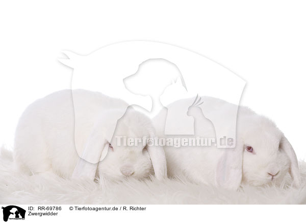 Zwergwidder / RR-69786