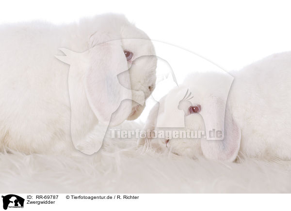 Zwergwidder / RR-69787