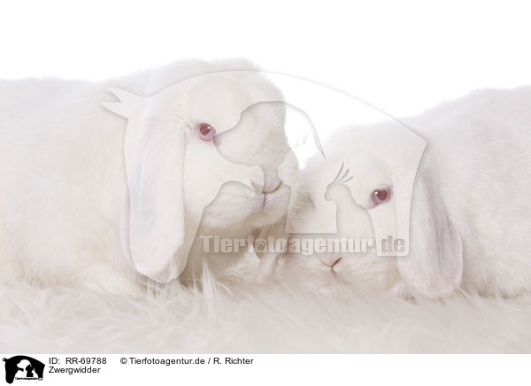 Zwergwidder / Mini Lop / RR-69788