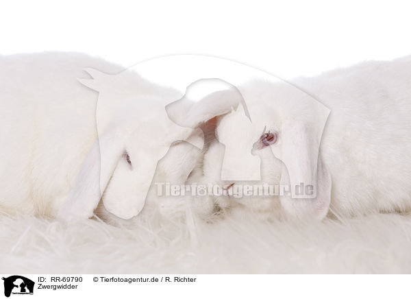 Zwergwidder / Mini Lop / RR-69790