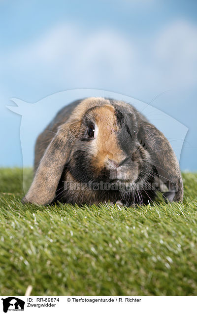 Zwergwidder / Mini Lop / RR-69874