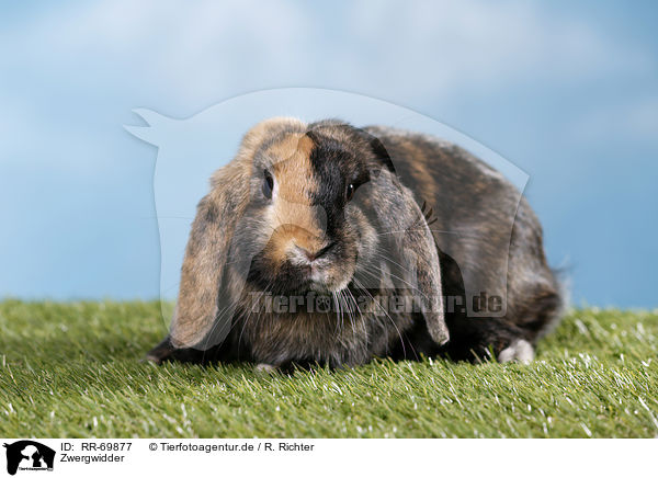 Zwergwidder / Mini Lop / RR-69877