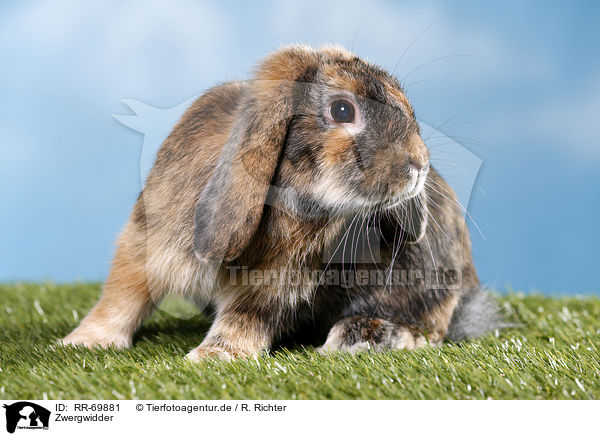 Zwergwidder / Mini Lop / RR-69881