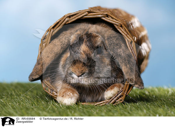 Zwergwidder / Mini Lop / RR-69884
