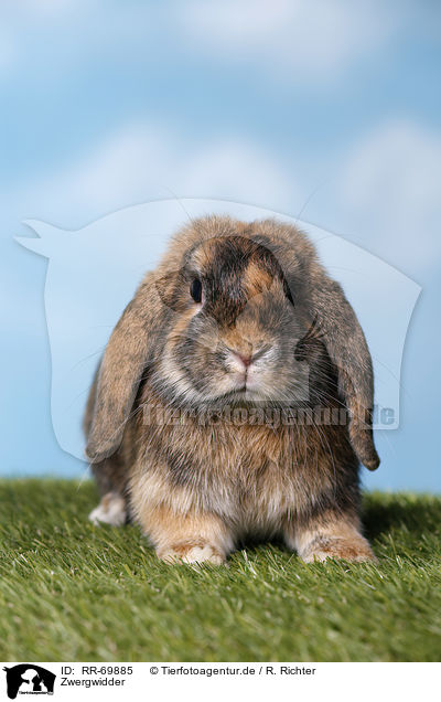 Zwergwidder / Mini Lop / RR-69885