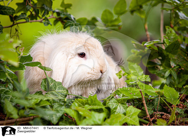 Zwergwidder / MW-07441