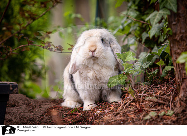 Zwergwidder / MW-07445