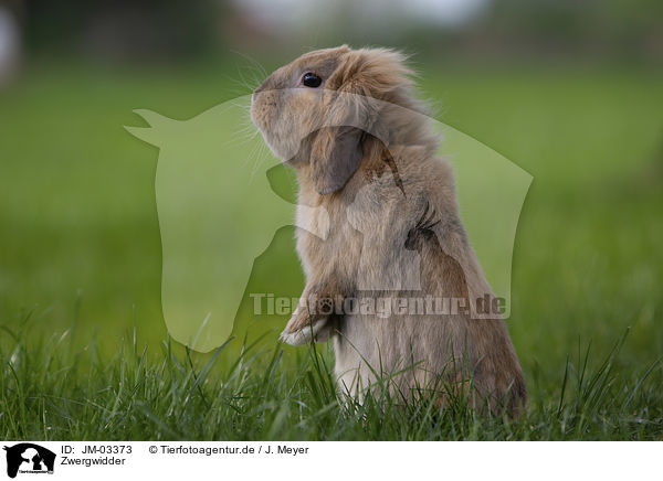 Zwergwidder / floppy-eared rabbit / JM-03373