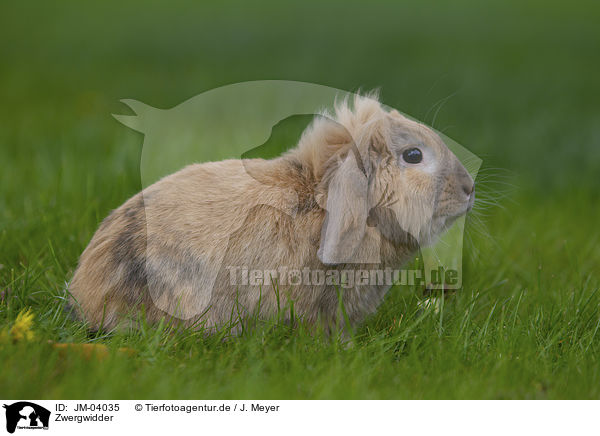 Zwergwidder / floppy-eared rabbit / JM-04035