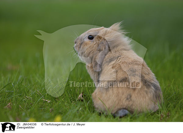 Zwergwidder / floppy-eared rabbit / JM-04036