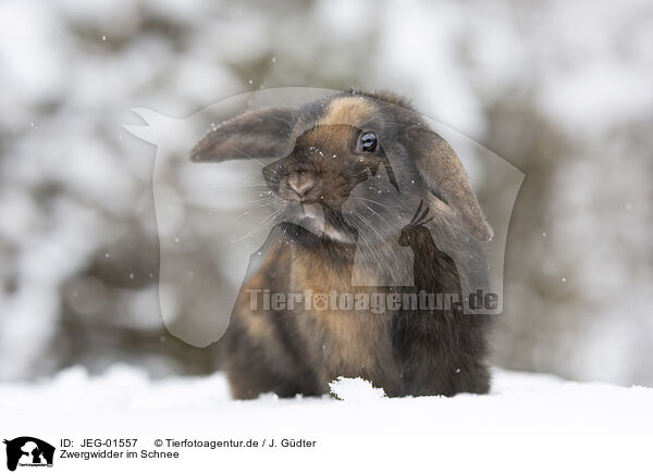 Zwergwidder im Schnee / Mini Lop in snow / JEG-01557