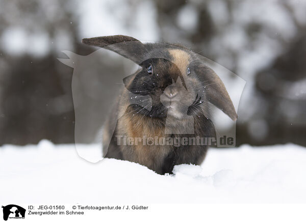 Zwergwidder im Schnee / Mini Lop in snow / JEG-01560