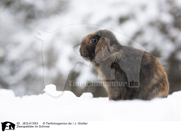 Zwergwidder im Schnee / Mini Lop in snow / JEG-01563