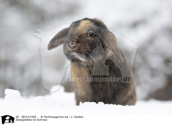 Zwergwidder im Schnee / Mini Lop in snow / JEG-01565