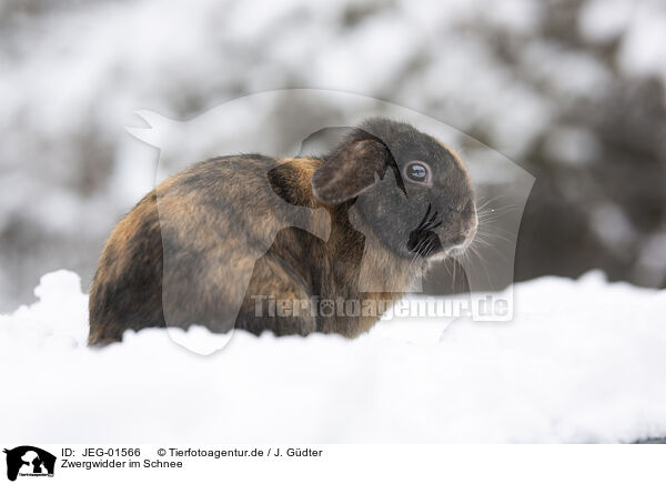 Zwergwidder im Schnee / Mini Lop in snow / JEG-01566