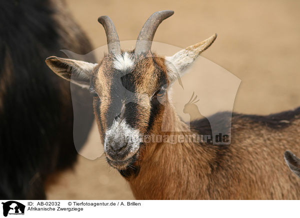 Afrikanische Zwergziege / african pygmy goat / AB-02032