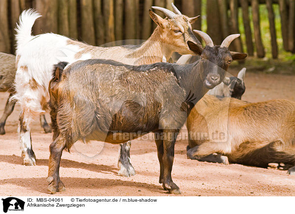 Afrikanische Zwergziegen / MBS-04061