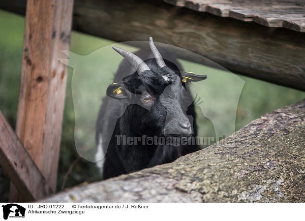 Afrikanische Zwergziege / African pygmy goat / JRO-01222
