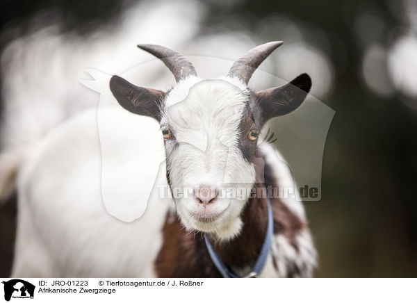 Afrikanische Zwergziege / African pygmy goat / JRO-01223