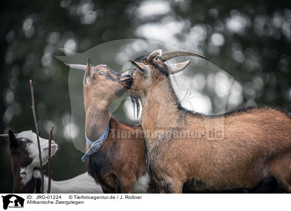 Afrikanische Zwergziegen / African pygmy goats / JRO-01224