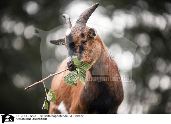 Afrikanische Zwergziege / African pygmy goat / JRO-01225