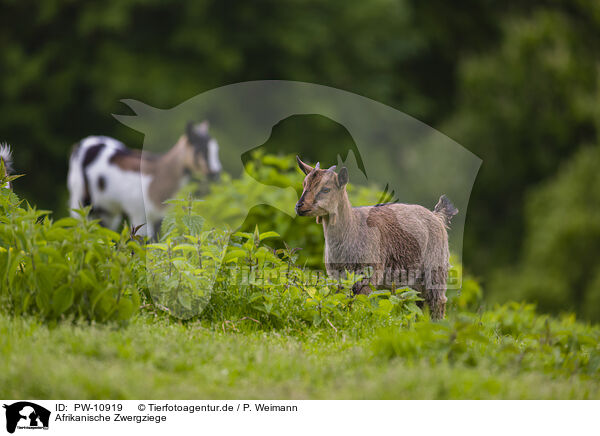Afrikanische Zwergziege / african pygmy goat / PW-10919
