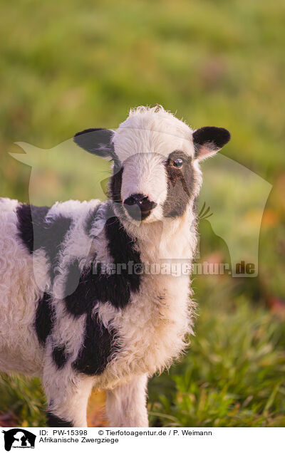 Afrikanische Zwergziege / african pygmy goat / PW-15398