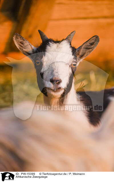 Afrikanische Zwergziege / african pygmy goat / PW-15399