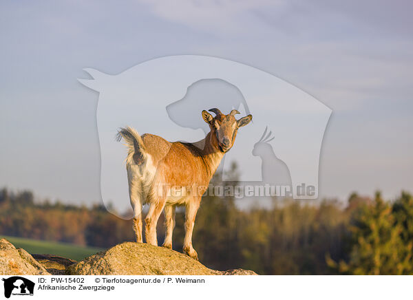 Afrikanische Zwergziege / african pygmy goat / PW-15402