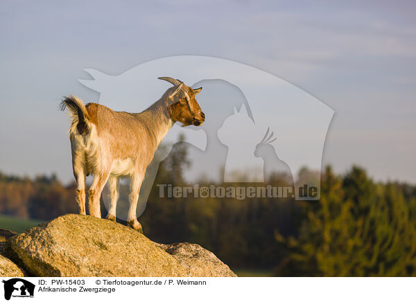 Afrikanische Zwergziege / african pygmy goat / PW-15403